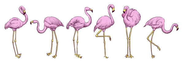 Flamingo Rosa Várias Poses Ilustração Esboço Cor Vetorial Pássaros Tropicais —  Vetores de Stock