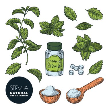 Stevia bitkisi, yapraklar, toz ve şişe hapları. Vektör eskiz klasik renk çizimi. Doğal organik tatlandırıcı, şeker sağlıklı alternatif. El çizimi izole tasarım elemanları.
