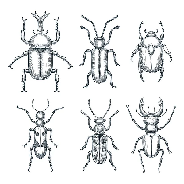 Käfer Und Käfer Machen Sich Breit Vektorskizze Handgezeichnete Illustration Insekten — Stockvektor