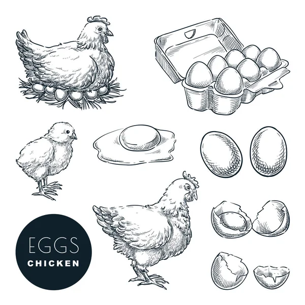 Chicken Farm Fresh Eggs Vector Set Sketch Design Elements Hand — Stock Vector