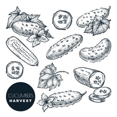 Salatalıklar çizim vektör çizimi yapıyor. Yeşil taze salata sebzeleri. El yapımı tarım ve tarım izole tasarım elementleri.