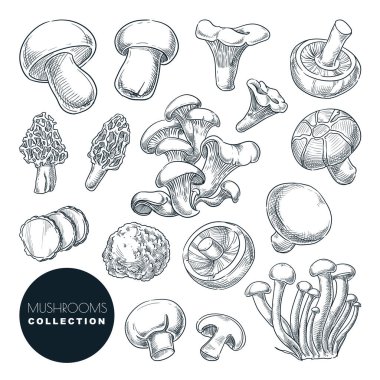 Mushrooms collection, sketch vector illustration. Hand drawn food ingredients isolated design elements. Autumn harvest of forest edible mushrooms. clipart