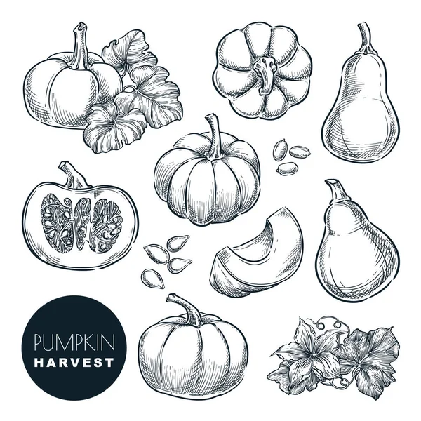 Pompoenen Schetsen Vector Illustratie Herfst Kalebas Oogst Met Hand Getrokken — Stockvector