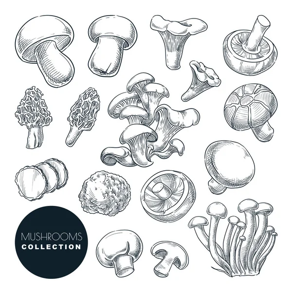 Paddenstoelen Collectie Schets Vector Illustratie Handgetekende Voedselingrediënten Geïsoleerde Ontwerpelementen Herfst — Stockvector