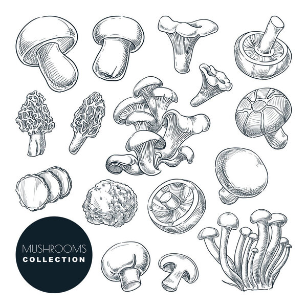 Mushrooms collection, sketch vector illustration. Hand drawn food ingredients isolated design elements. Autumn harvest of forest edible mushrooms.