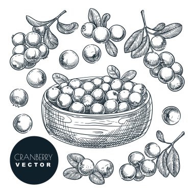 Yabanmersini çizimi vektör çizimi. Kasede sığır çileği hasadı. El yapımı tarım ve tarım izole tasarım elementleri.