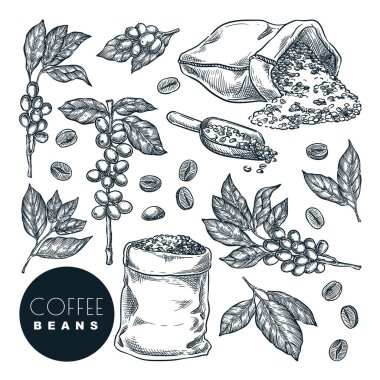 Çiğ kahve hasadı. Vektör el çizimi çizimi çizimi. Dala kahve böğürtlen, çuvala fasulye, beyaz arka planda izole. Kafe menüsü, etiketler veya paketleme tasarım ögeleri.