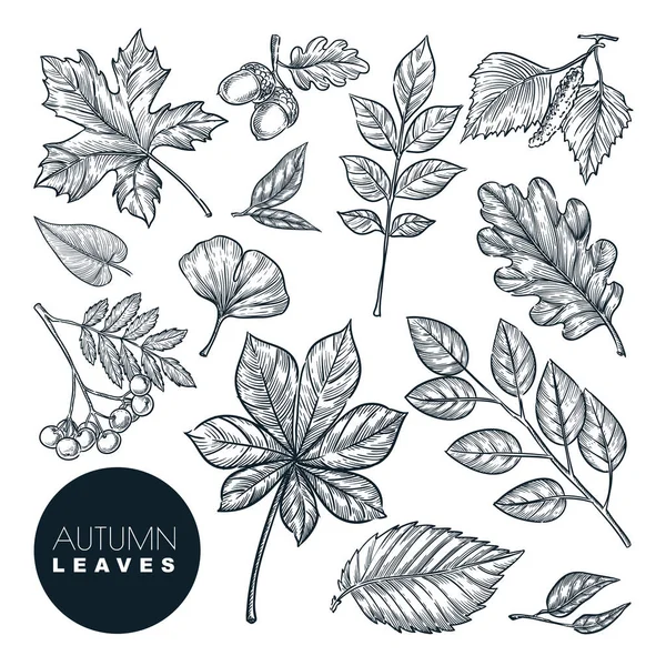 白い背景に隔離された秋の森の植物や葉がセットされます ベクトル手描きスケッチイラスト 秋の自然デザイン要素 — ストックベクタ
