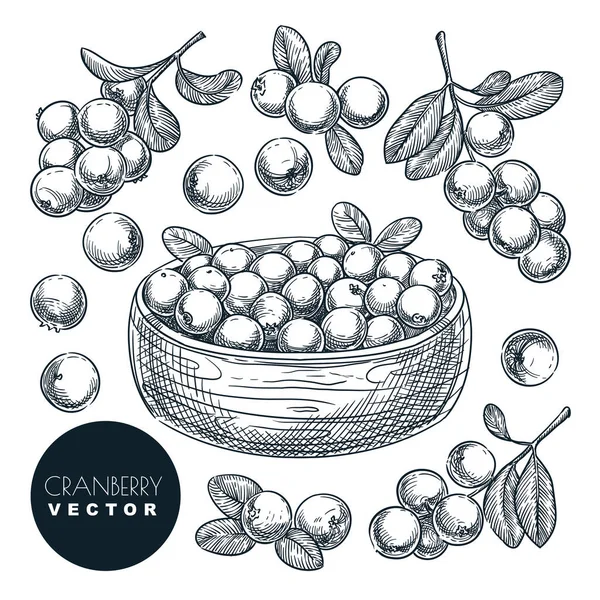 Cranberry Bessen Schets Vector Illustratie Veenbessenoogst Kom Met Hand Getrokken — Stockvector