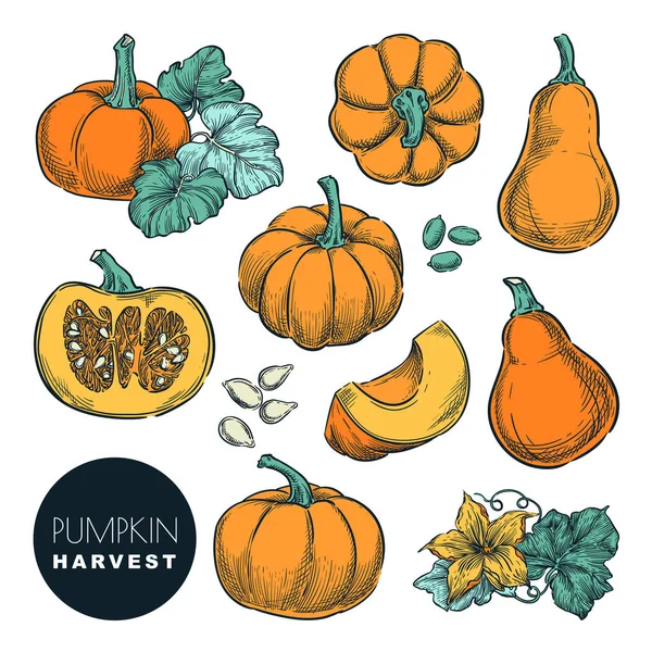 Whole Pumpkins Pumpkin Slices Isolated White Background Color Sketch Vector — Stock Vector