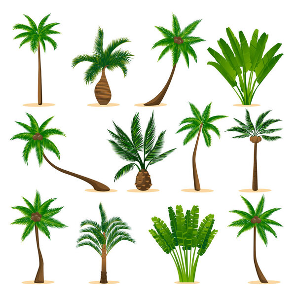 Tropical coconut palm trees set, isolated on white background. Vector flat cartoon illustration. Jungle plants and summer floral design elements.