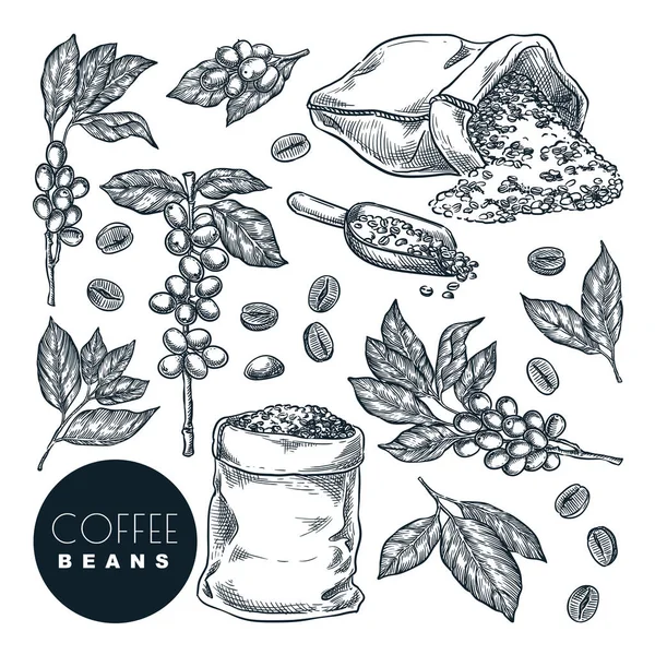 Rohkaffeepflanzen Vektorhandgezeichnete Skizzenillustration Kaffeebeeren Auf Zweigen Und Bohnen Sack Isoliert — Stockvektor