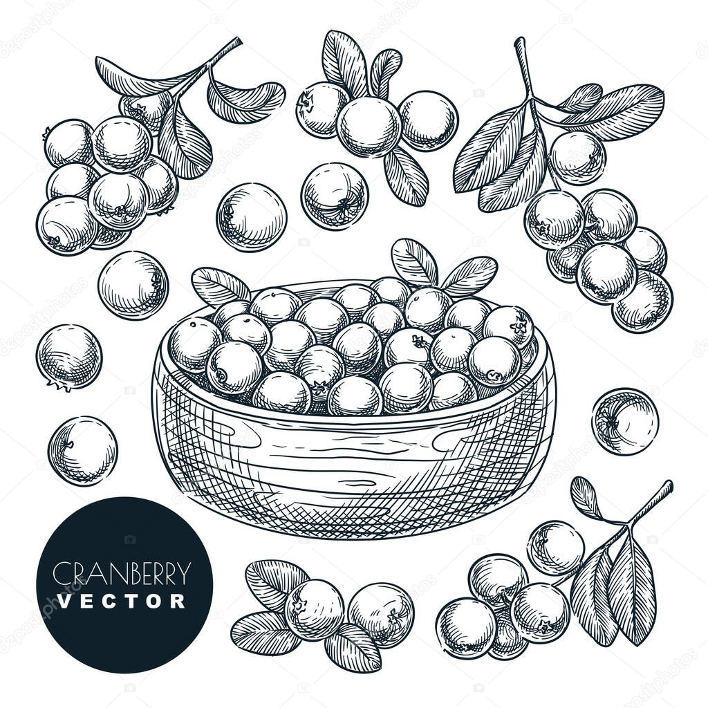Cranberry berries sketch vector illustration. Cowberry harvest in bowl. Hand drawn agriculture and farm isolated design elements.