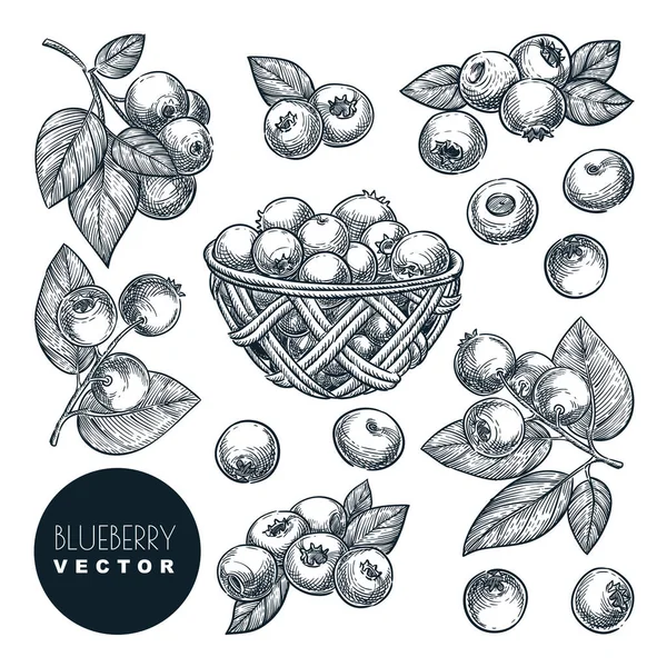 Blueberry Berries Sketch Vector Illustration Bog Whortleberry Harvest Wooden Basket — Stock Vector