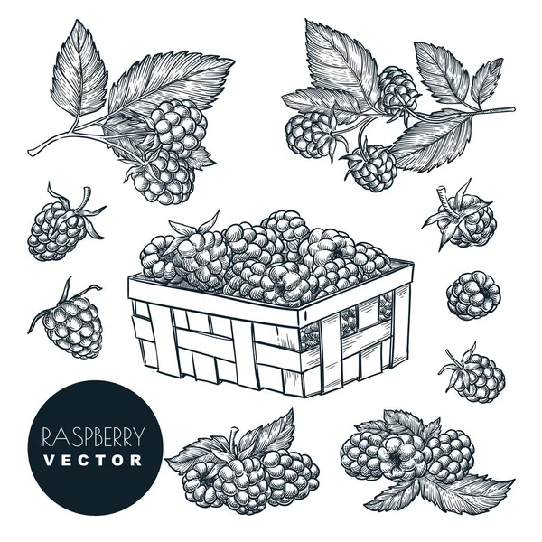 Framboesa Bagas Esboço Ilustração Vetorial Colheita Blackberry Cesta Madeira Agricultura — Vetor de Stock