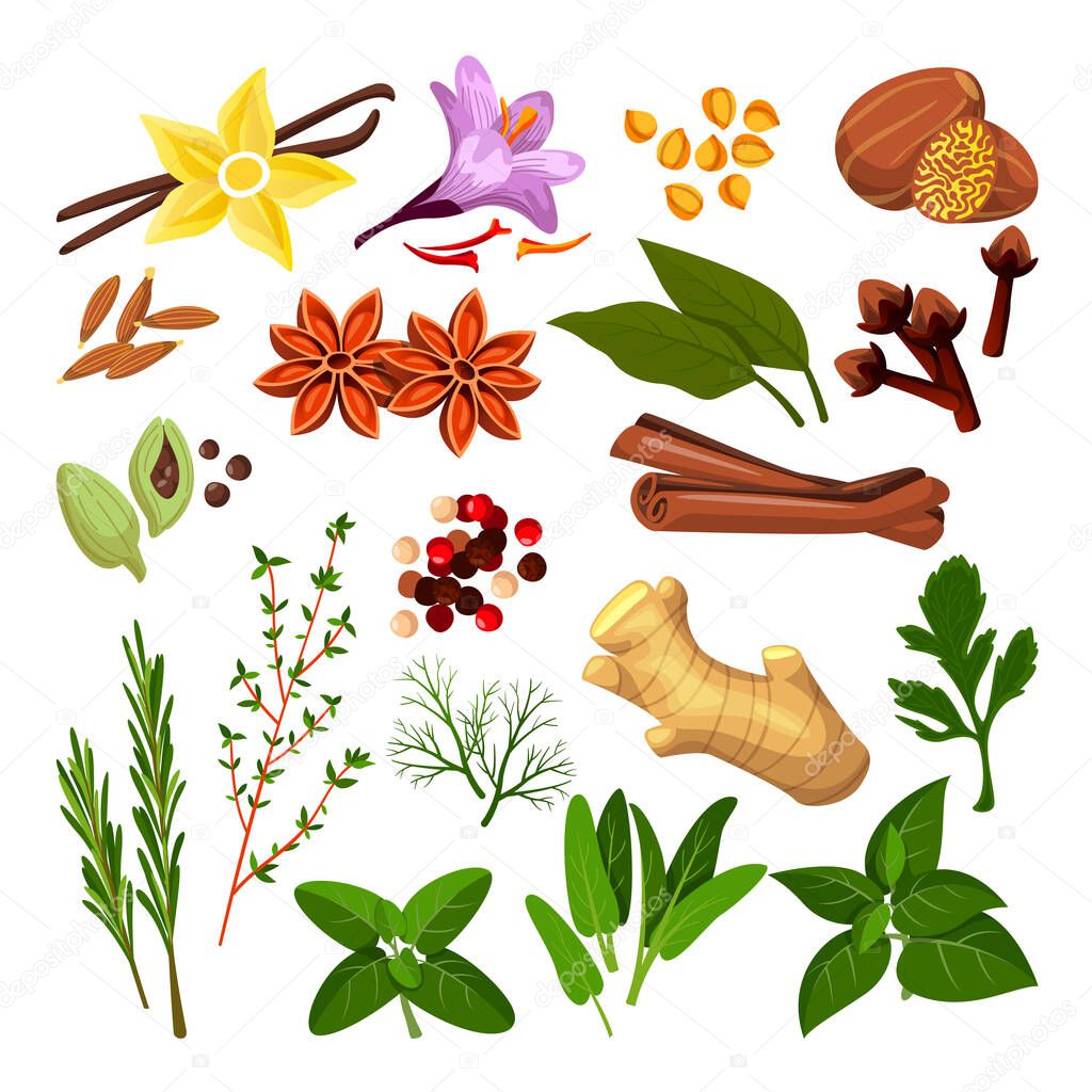 Spices and herbs set. Vector flat cartoon illustration, isolated on white background. Cinnamon, pepper, anise, clove, ginger, cooking icons and design elements.