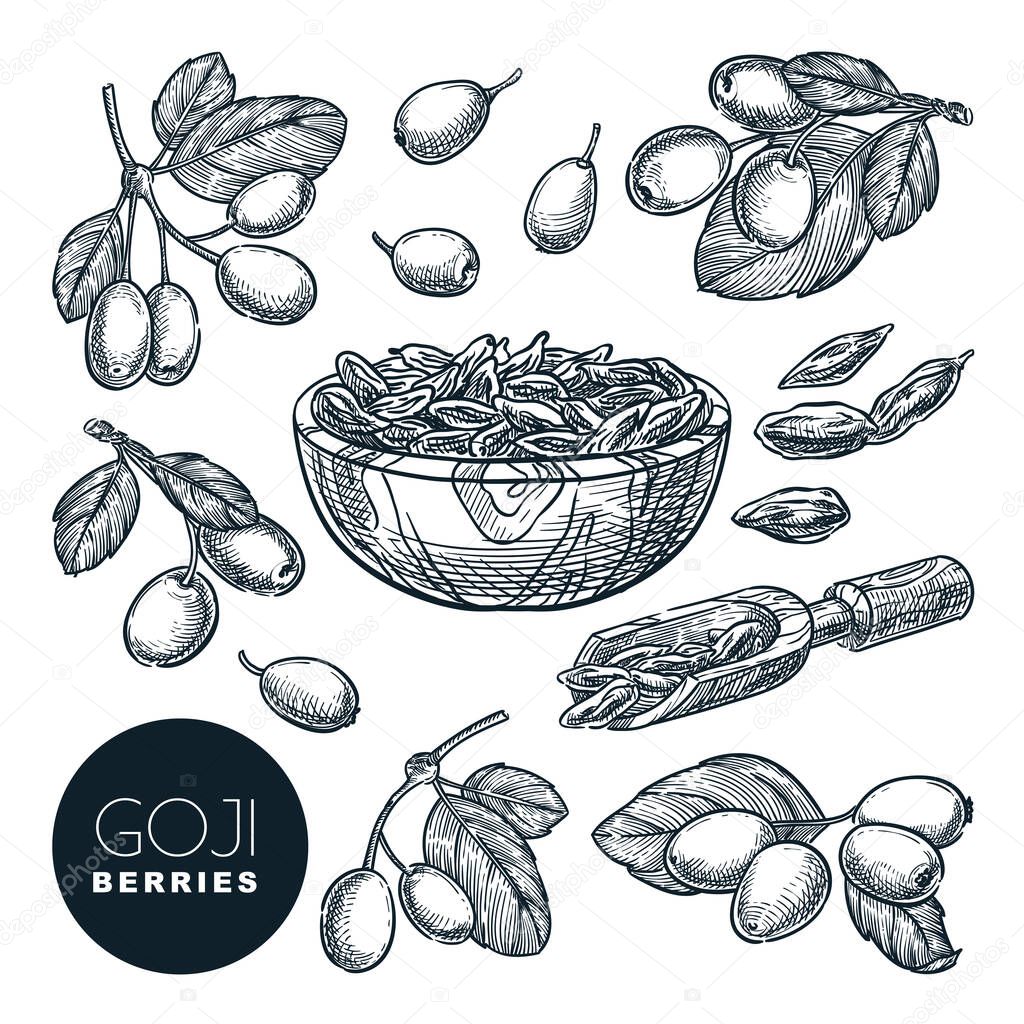 Goji berries sketch vector illustration. Wolfberries harvest in wooden bowl. Hand drawn gojiberries isolated design elements.