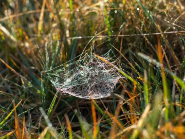 Parlayan çiy damlalarıyla çimenlerin üzerinde asılı bir örümcek ağı.