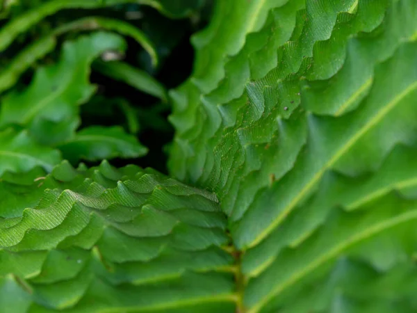 Leaves Form Almost Hypnotic Patern — Stock Photo, Image