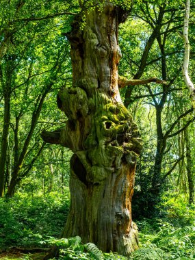 Ormanda gizlenmiş bir yosun ağacı..