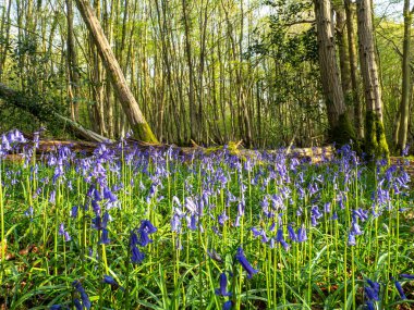 Çan çiçeklerinden bir yatak aydınlat ve arka planda devrilmiş bir ağaç