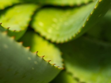 Kaktüsün sığ derinliği.