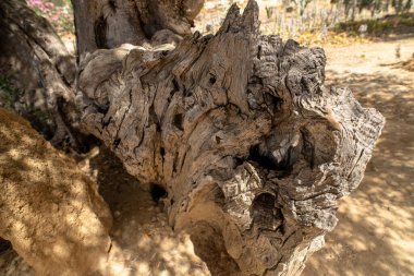 Ağaç kütüğünün dalında dönüp duruyor..