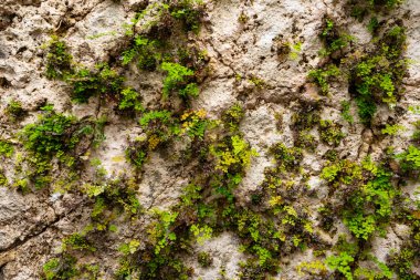 Antik oyulmuş bir mağarada asılı duran yaprakların yakın görüntüsü..