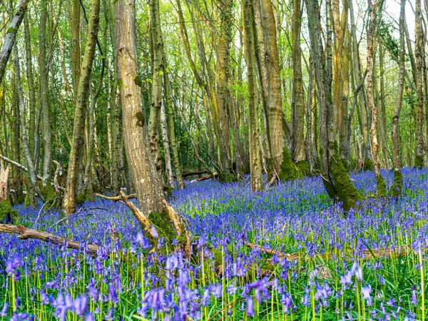 Ein Bluebell Bedeckter Fußboden — Stockfoto