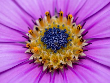 Bahçedeki mor çiçeğin yakın çekimi..