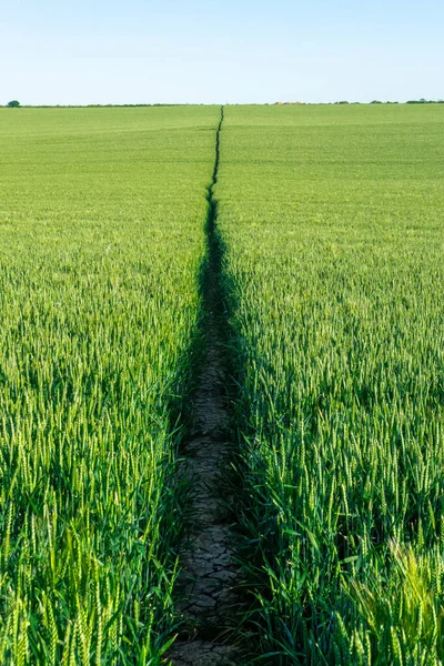 Ein Öffentlicher Fußweg Durch Ein Feld Mit Getreide Stockfoto