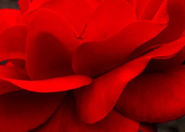 Bir gül yaprağının yakın çekimi Kapatın koyu kırmızı.