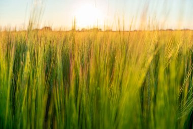 Gün batımında bir arpa perdesi kapanır