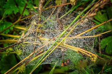 Çiseleme yağmurundan akan su damlalarıyla örümceklerle evlenmiş.