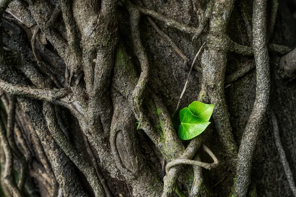 Ivy and vines on a tree