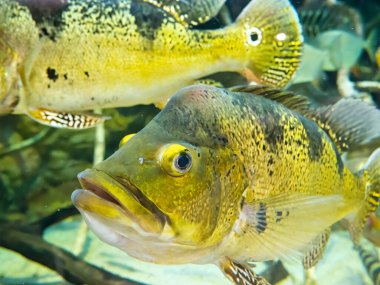 Balık sürüsüne yakın çekim.