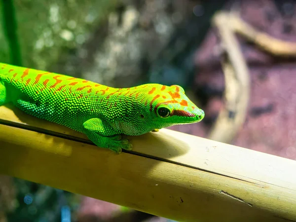 Vibrant Green Lizzard Purched Wooden Strut — Stock Photo, Image