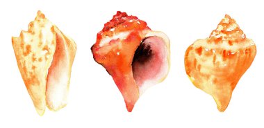 İzole edilmiş beyaz bir zemin üzerinde el çizimi büyük deniz kabukları seti.