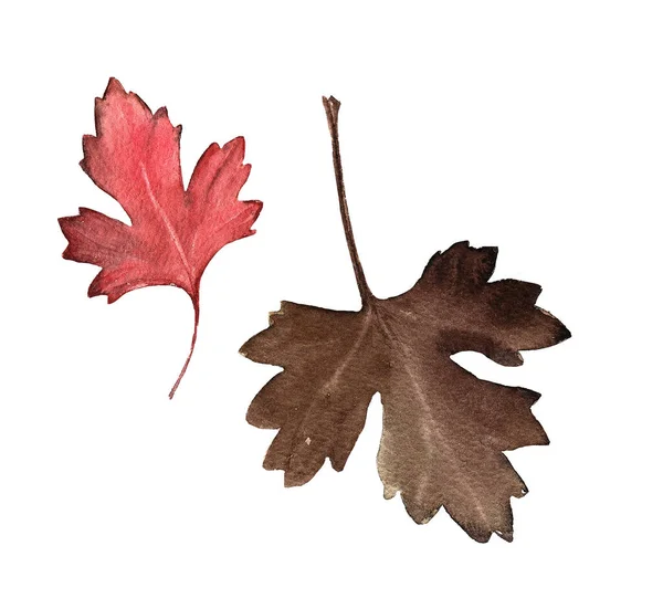 Watercolor set of hand-drawn autumn brown and red leaves isolated on a white background for design — Stock Photo, Image