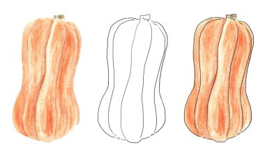 Beyaz izole bir zemin üzerinde uzun turuncu bir tatlı kabağı. Reklam tasarımı ve ambalajı için nesneler seti. Organik yiyecekler. Doğal vitamin kaynağı.