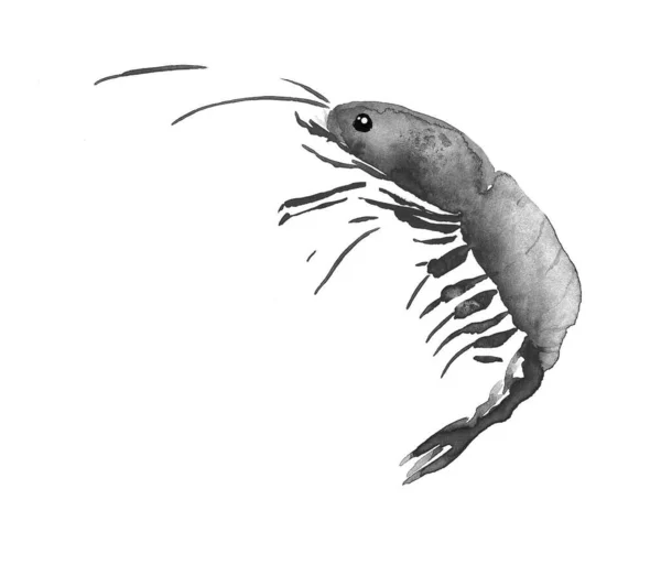 Imagen en blanco y negro de un camarón sobre un fondo blanco — Foto de Stock