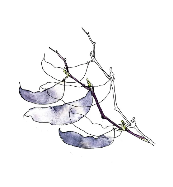 Una ramita de dolichos con vainas de lila maduras aisladas sobre un fondo blanco. Plantas de frijol decorativo Bush en un estilo realista. — Foto de Stock