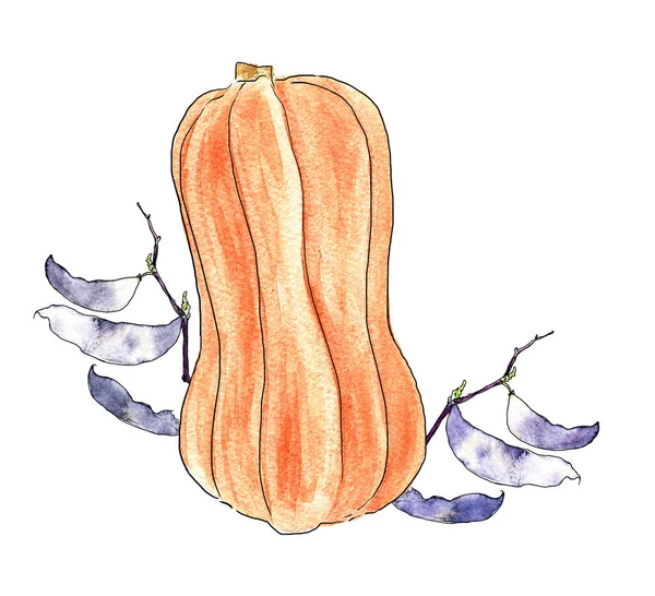 Ilustración Composición Calabaza Dulce Larga Naranja Con Vainas Frijol Dolichos — Foto de Stock