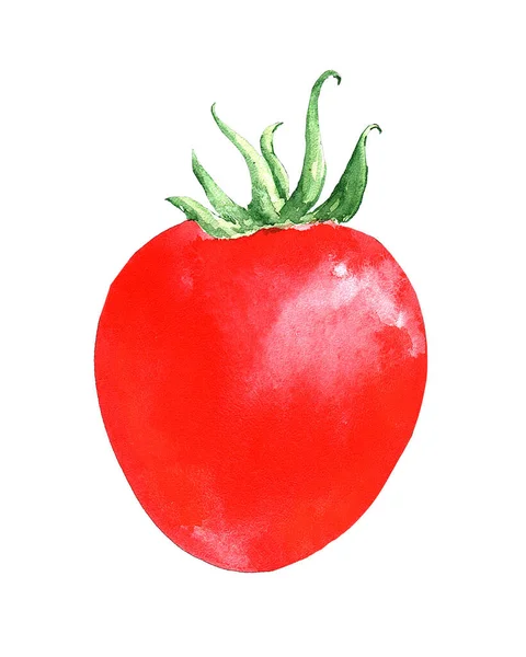 白い背景に単離された水彩トマト — ストック写真