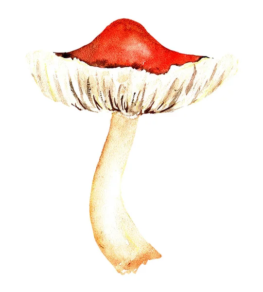 Cogumelo Russula Cru Aquarela Isolado Sobre Fundo Branco Fungo Agárico — Fotografia de Stock