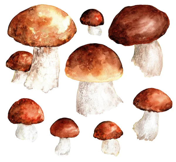 Casquillo Naranja Boletus Setas Acuarela Ilustración Conjunto Acuarela Setas Comestibles —  Fotos de Stock