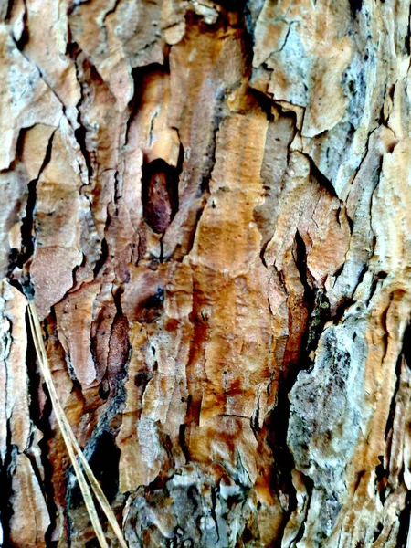 Hermosa textura y patrón de corteza de árbol viejo. Superficie texturizada, madera de pino color miel con corteza gris. Textura de la corteza del tronco de un árbol de coníferas con detalles, primer plano. Naturales — Foto de Stock