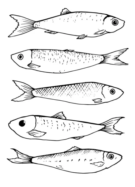 以线性艺术风格绘制的小鱼图解集 海鲜菜单包括沙丁鱼和小菜 在白色背景下隔离的海洋和海洋生物 — 图库矢量图片
