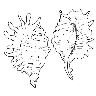 El çizimi vektör çizimleri. Deniz kabuklarıyla dolu bir deniz. Beyaz zemin üzerinde siyah bir çizgi olan kabuk koleksiyonu. Davetiyeler, kumaşlar, kumaşlar, çarşaflar, posterler, baskılar, afişler için mükemmel.