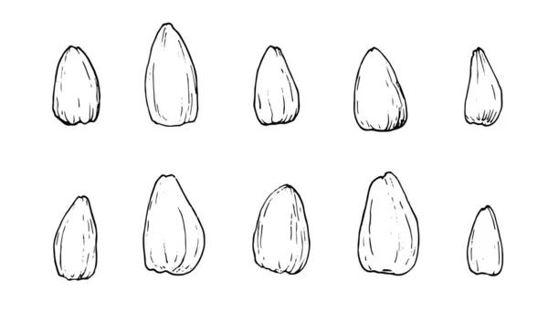 Vektor solros frön uppsättning illustrationer isolerad svart kontur på vit bakgrund — Stock vektor